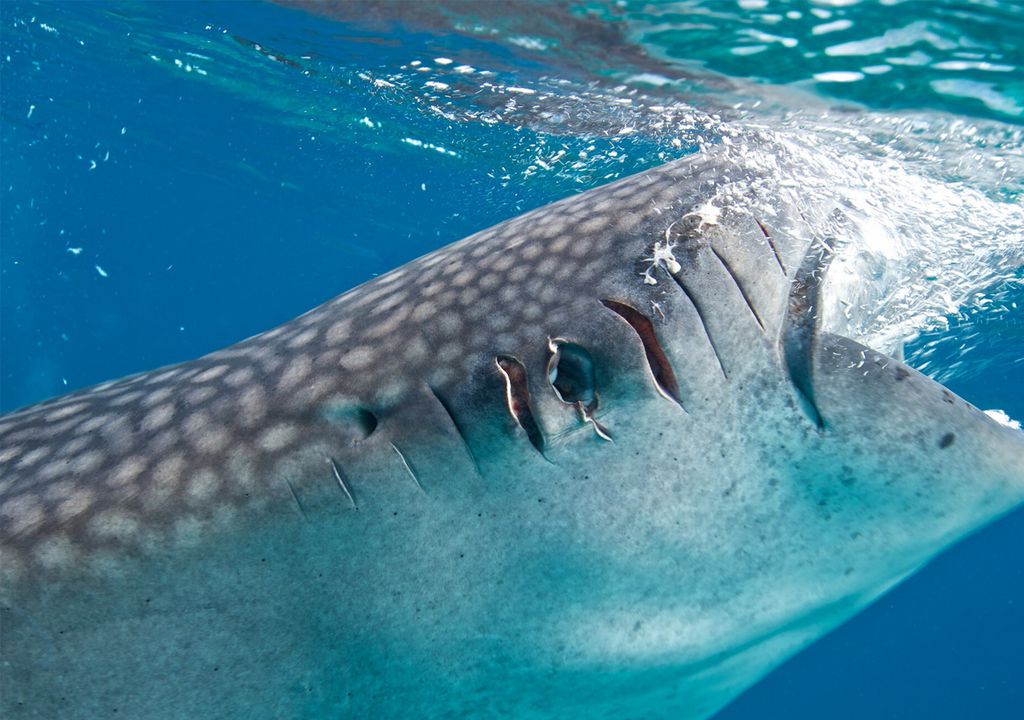 Tiburón Ballena herido