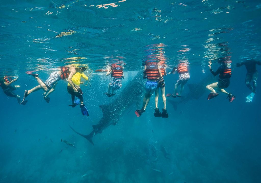Turismo tiburón ballena