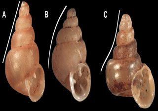 Los científicos encuentran una pequeña y nueva especie de caracol que ha recibido el nombre de Picasso