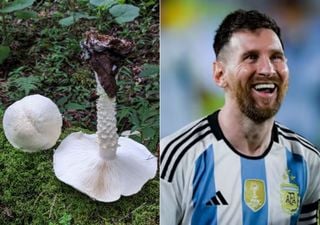 Bautizan en honor a Lionel Messi a una nueva especie de hongo encontrada en el Parque Nacional Baritú en Salta