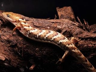 Nueva joya de la biodiversidad en México: UNAM descubre a Gerrhonotus occidentalis, especie inédita de lagartija caimán