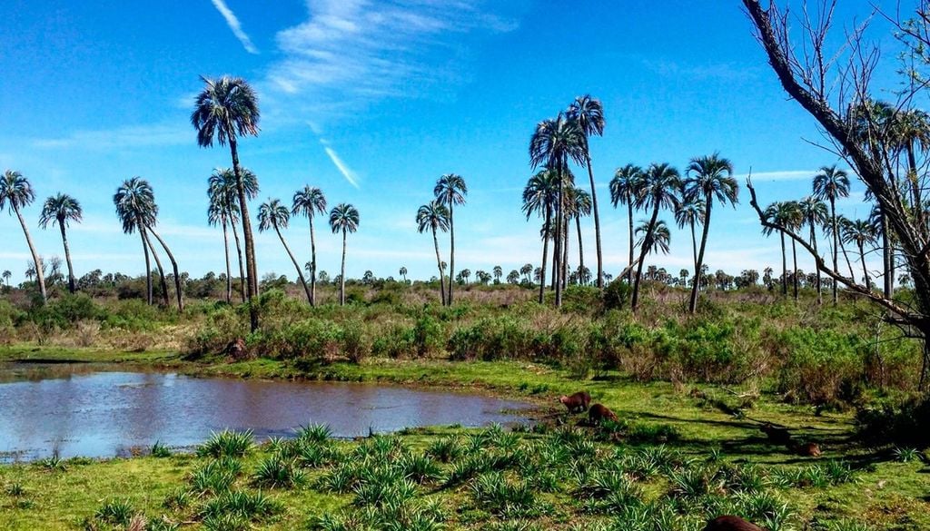 Parque Nacional El Palmar