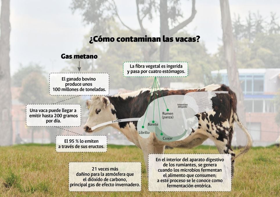 Nuevo tipo de alimento para el ganado que genera menos eructos y flatulencias, reduciendo las emisiones de metano animal. Noticias en tiempo real