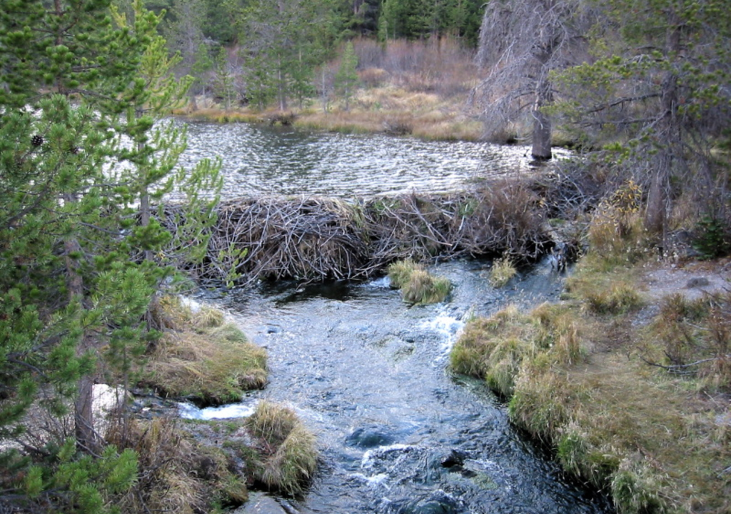 castor norteamericano; naturaleza; roedor; gestion del agua; presa castor norteamericano; naturaleza; roedor; gestion del agua; presa
