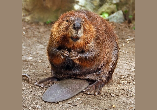 Nuevo estudio muestra cómo los castores pueden revolucionar los ecosistemas de agua dulce y combatir el cambio climático
