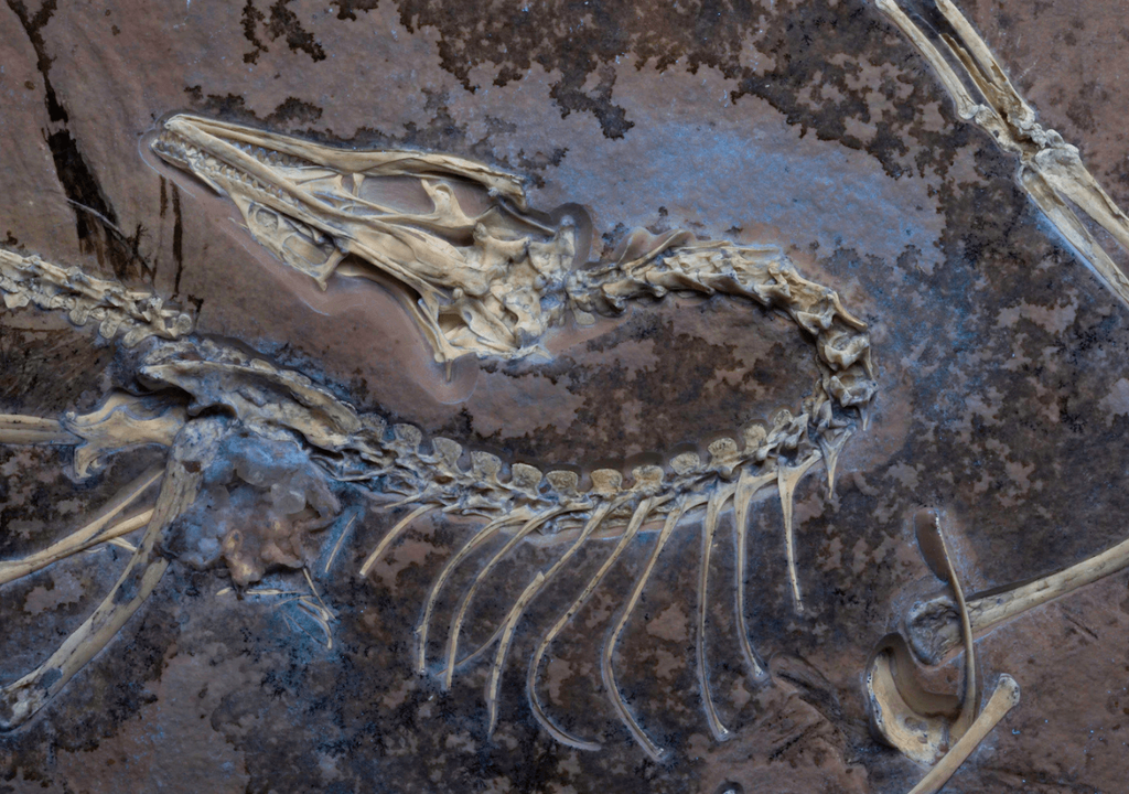 Archaeopteryx de Chicago Archaeopteryx de Chicago