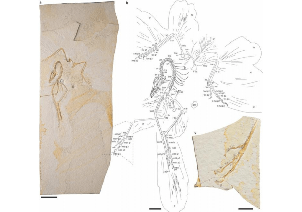 Fotografía y dibujo interpretativo del Archaeopteryx de Chicago. Imagen de O'Connor et al. Nature. Fotografía y dibujo interpretativo del Archaeopteryx de Chicago. Imagen de O'Connor et al. Nature.