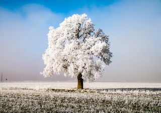 Nuevo frente frío con su masa polar-ártica mantendrán condiciones invernales hoy miércoles y mañana jueves en México