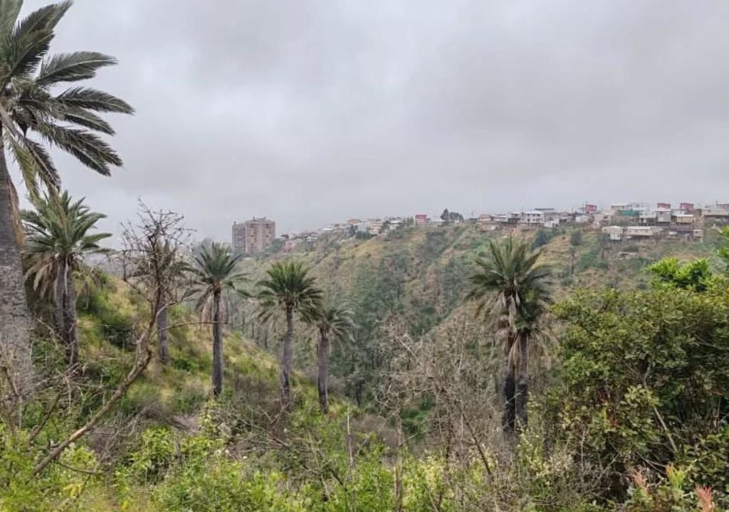 Palma chilena Palma chilena