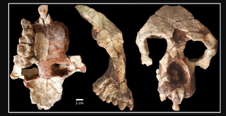 Un nuevo simio antiguo de Turquía de 8,7 millones de años desafía la historia de los orígenes humanos