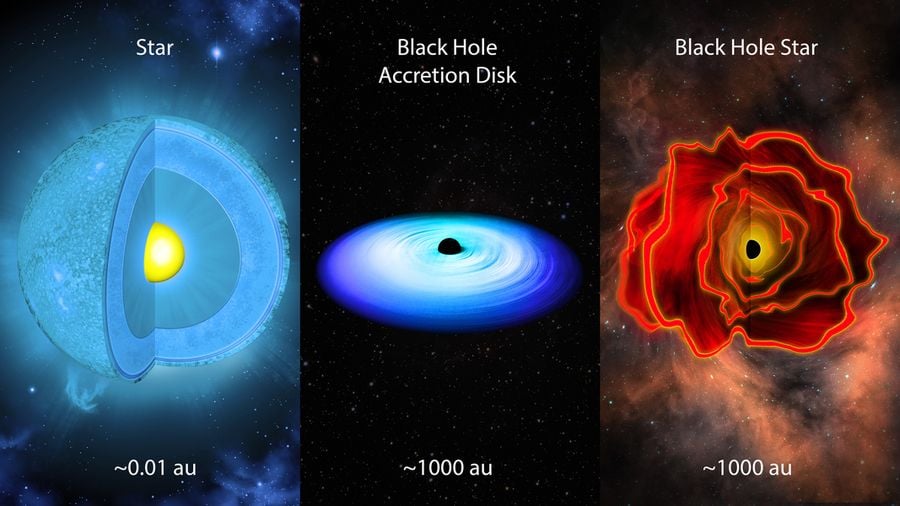 Tres imágenes muestran una "Estrella" como una esfera recortada con un núcleo amarillo; un "Disco de Acreción de Agujero Negro" con un núcleo negro y una espiral azul en forma de panqueque; y la "Estrella de Agujero Negro", una nube roja amorfa con un centro negro. Las estrellas (izquierda) pueden considerarse como densas esferas de gas alimentadas por fusión nuclear en sus núcleos. Los agujeros negros (centro) suelen crecer consumiendo materia mediante un disco de acreción con forma de disco. Las estrellas de agujeros negros (derecha) representan un nuevo tipo de objeto: agujeros negros nacientes envueltos en gas denso, que irradian como las estrellas. El agujero negro en acreción, como fuente de energía, desempeña el papel de la fusión nuclear, y el gas denso circundante actúa de forma similar a una pseudofotosfera. Imagen: iStock; José Luis Olivares, MIT