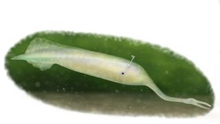 Nuevos detalles del monstruo de Tully