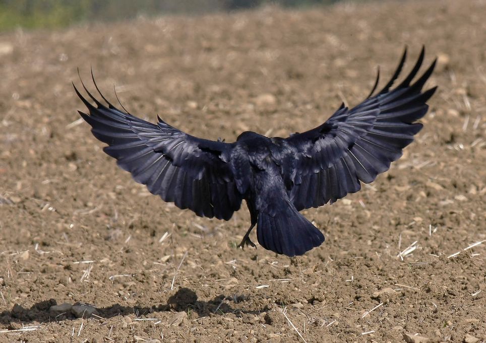 Grajo volando bajo Grajo volando bajo