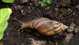 N&uacute;mero de moluscos invasores salta mais de 200% no Brasil em 15 anos e acende alerta entre cientistas