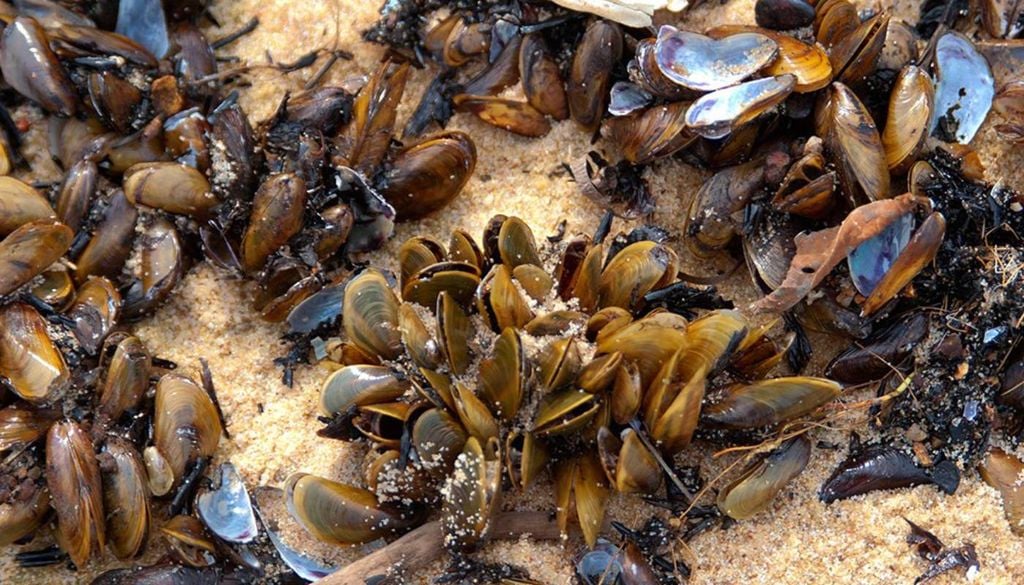 O mexilhão-dourado (Limnoperna fortunei) é uma espécie de molusco bivalve introduzida no Brasil, via água de lastro dos navios, na década de 1990, e se tornou uma espécie exótica invasora. Crédito: Divulgação.