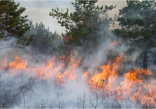 Número de queimadas no Brasil é alarmante com salto de 56% de 2023 para 2024. Clima seco e quente deve aumentar os focos