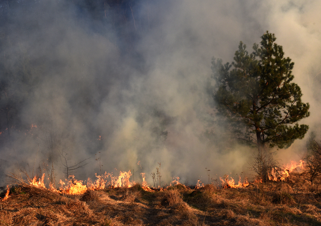 incendio forestal