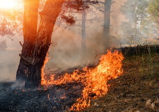 Números recordes de queimadas e uma estação seca ainda longe do fim