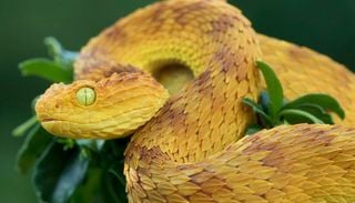 Decine di nuove specie animali appena scoperte in Angola: un tesoro di biodiversit&agrave; ancora inesplorato