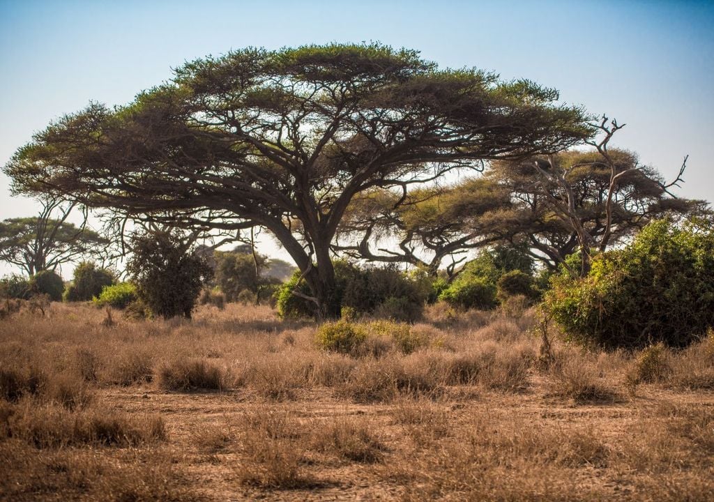 foreste-estinzione Un albero di acacia, una delle specie aliene nelle foreste pluviali