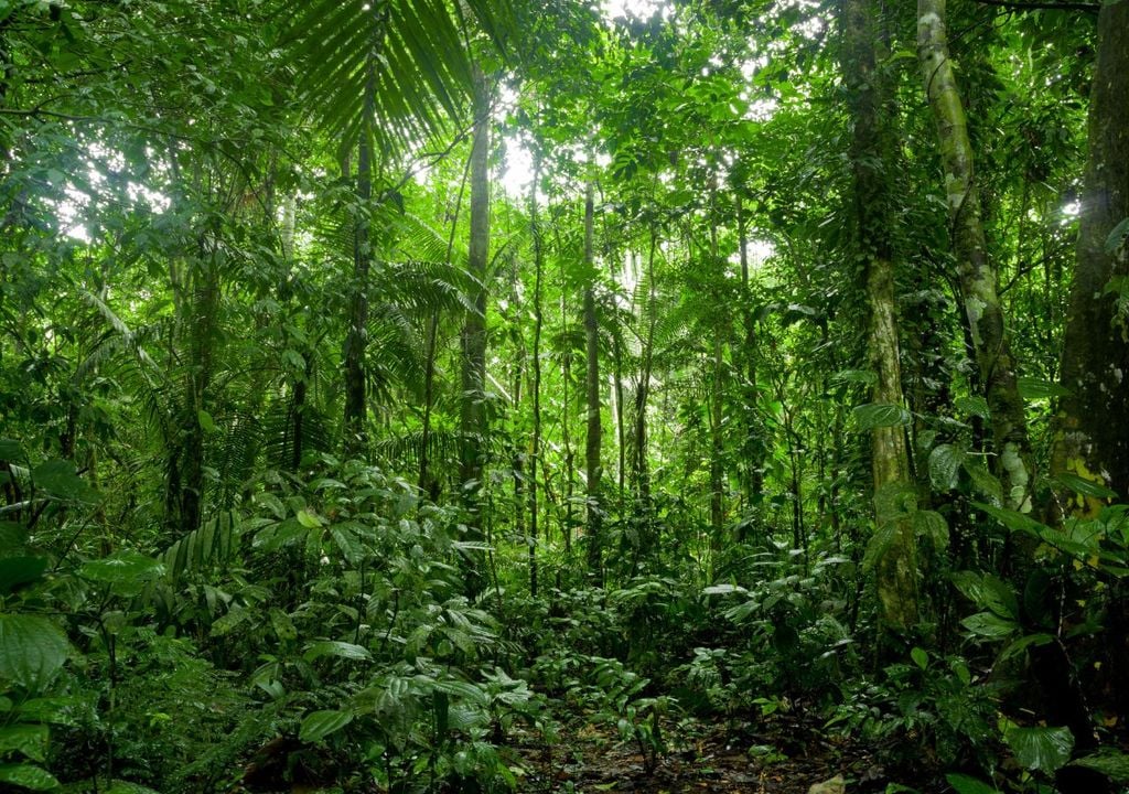 foreste Le foreste pluviali sono ecosistemi che comprendono circa undicimila specie di piante