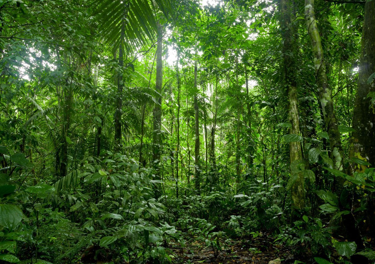 Le foreste pluviali sono ecosistemi che comprendono circa undicimila specie di piante