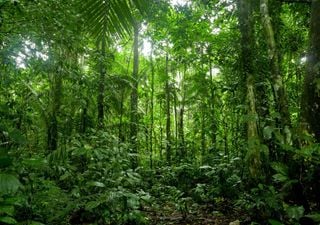 Nuovi alberi nelle foreste: perch&eacute; non &egrave; una buona notizia