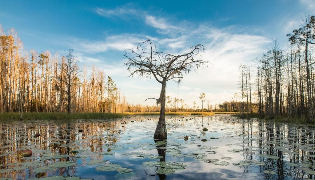 UNESCO Paludi di Okefenokee Le Paludi di Okefenokee, un ecosistema unico e incontaminato