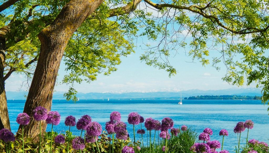 Regulär ist der Bodensee auch in den Sommermonaten mit Wasser gefüllt. Die Dürre und Hitze zeichnete dieses Jahr ein neues Bild.