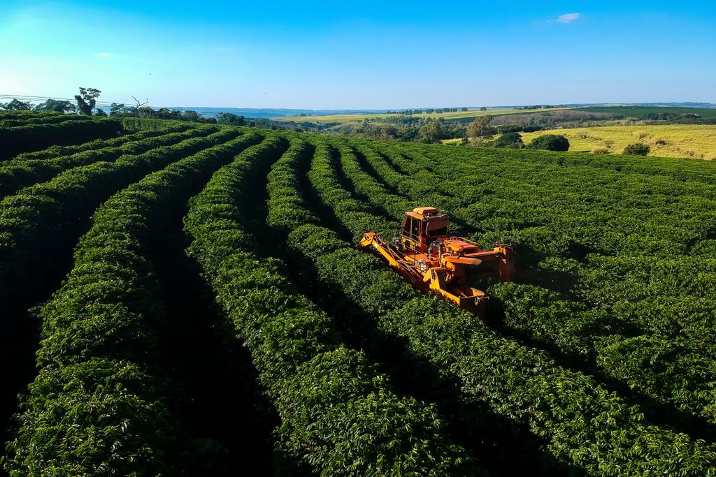 Café, pesquisa, Brasil Café, pesquisa, Brasil