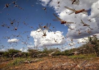 Nuvem de gafanhotos se aproxima de plantações no Brasil