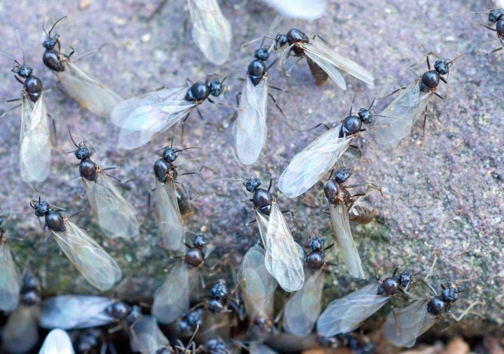 Nube hormigas voladoras radar inglaterra londres