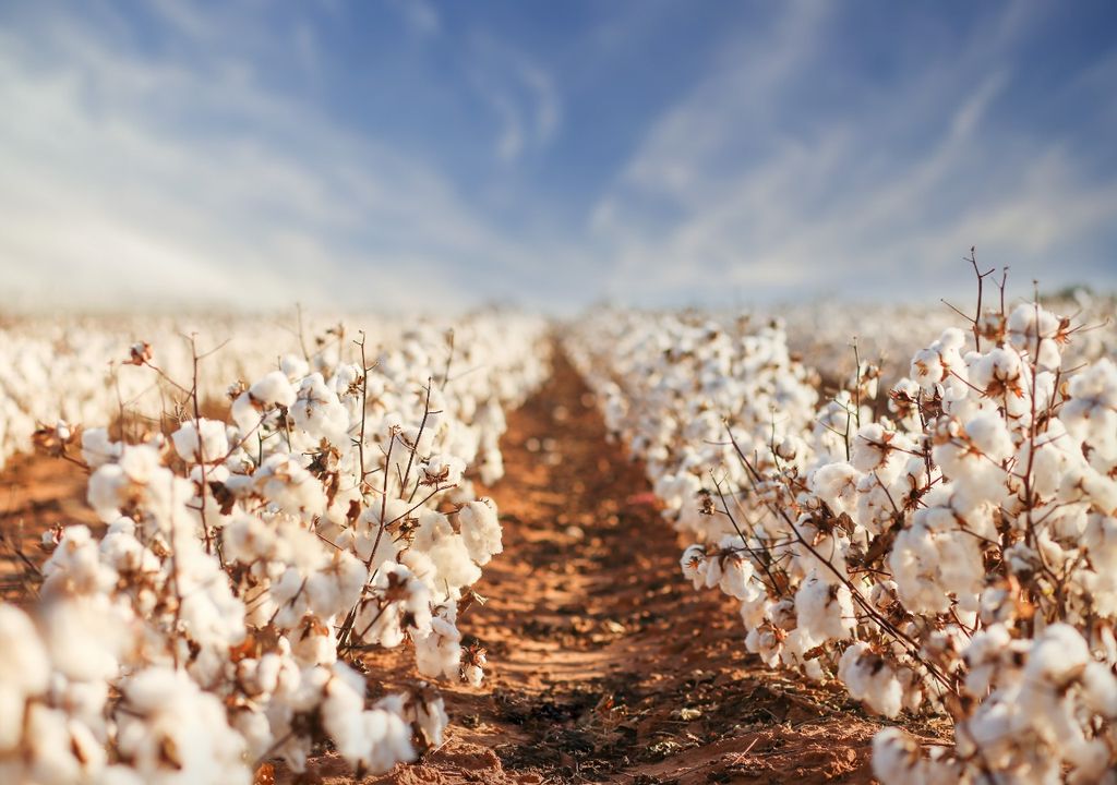 algodão
