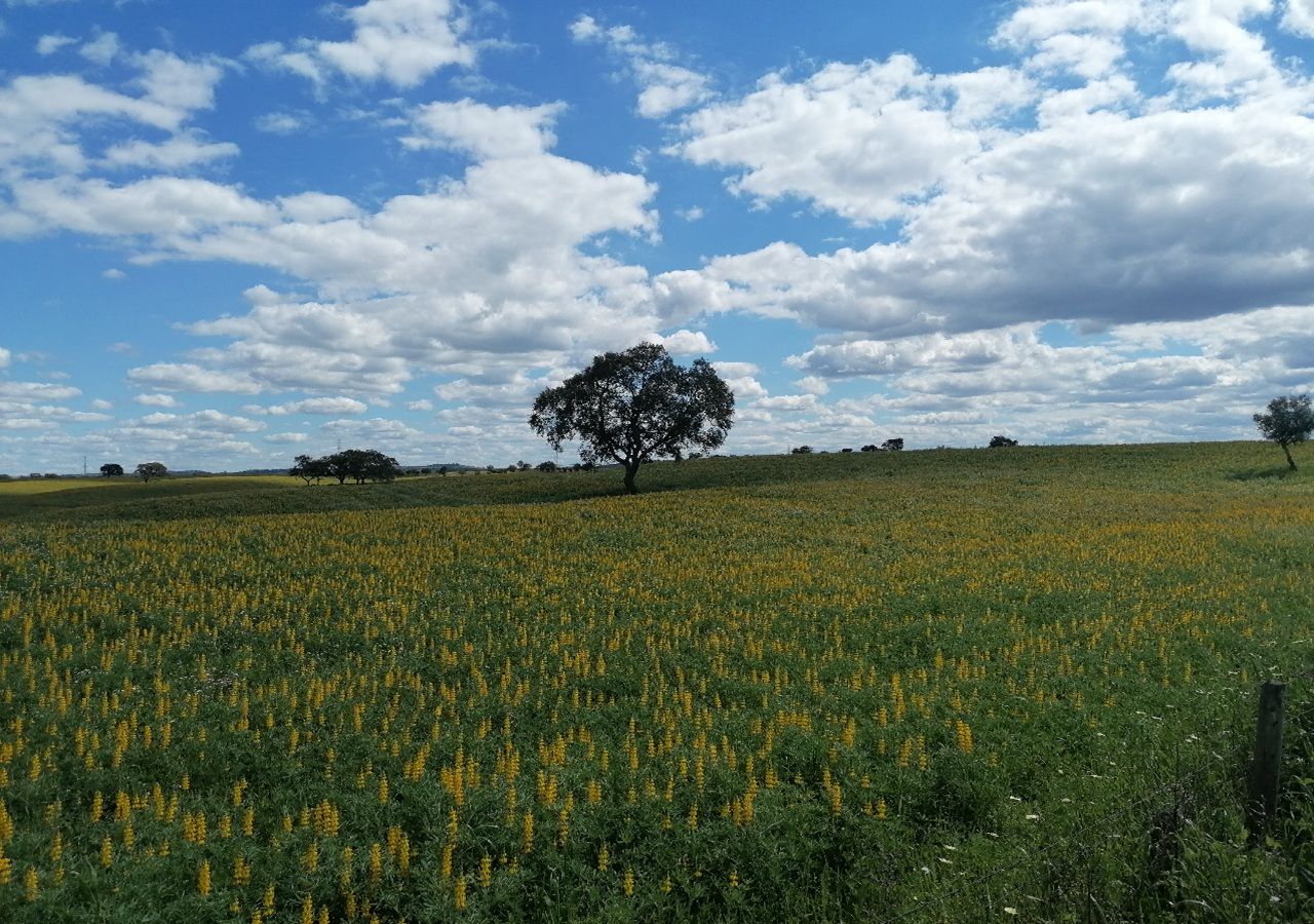 Campos floridos com tremocilha em Messejana, freguesia rural do concelho de Aljustrel. Foto: Tempo.pt
