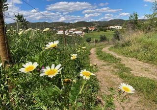 O Alentejo e o Algarve estão verdes e floridos como há muito não se via