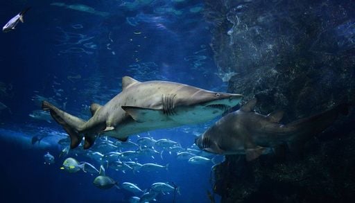 O arquip&eacute;lago de SP que virou um santu&aacute;rio para tubar&otilde;es amea&ccedil;ados de extin&ccedil;&atilde;o; veja onde fica