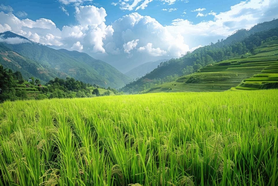 ¿Es el arroz el culpable? El cultivo tradicional emite más gases de los que se creía, según unos científicos en Nature Arroz, cultivos, cambio climático