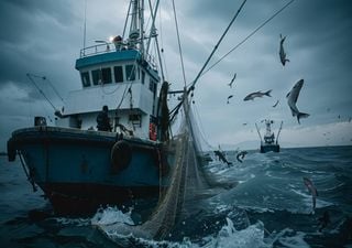 O bacalhau é o rei da cozinha no Natal. Portugal vai pescar 234 toneladas de bacalhau nas águas do Canadá em 2025