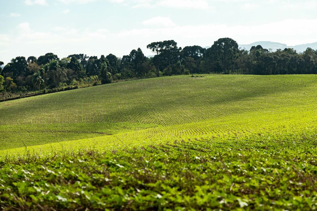Beans, feijao, pragas