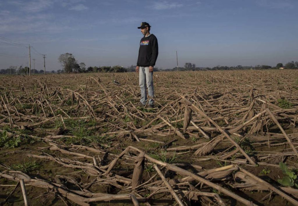 Lavoura de milho destruída pelas enchentes de Maio de 2024, em Estrela (RS). Créditos: Reprodução/Folha. Lavoura de milho destruída pelas enchentes de Maio de 2024, em Estrela (RS). Créditos: Reprodução/Folha.