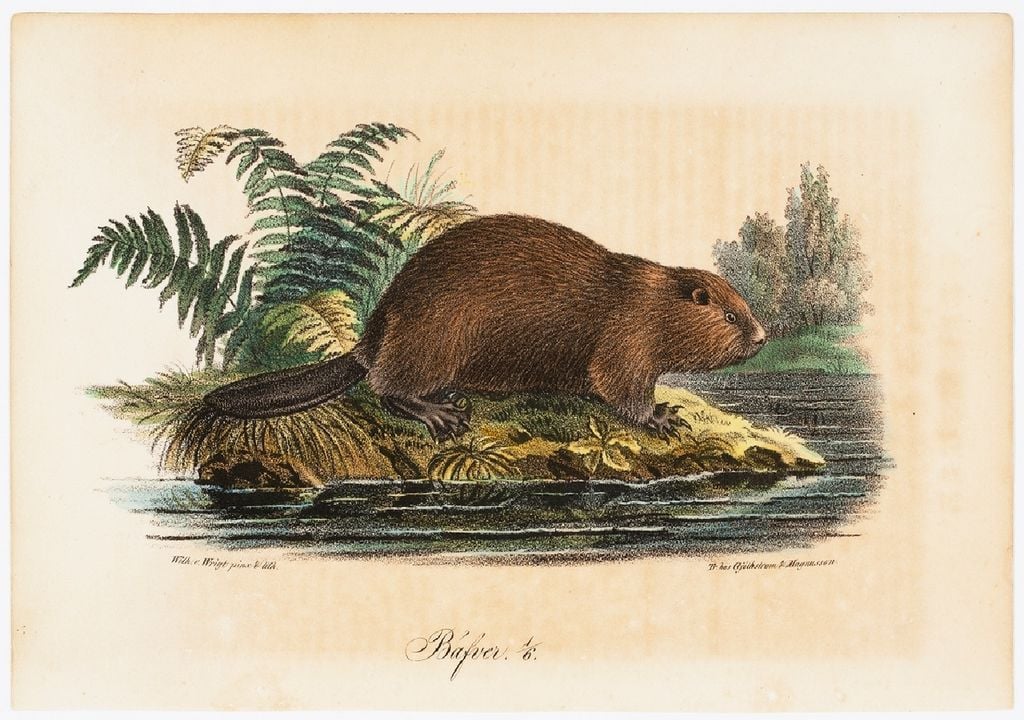 Ilustração antiga de um castor-europeu Ilustração antiga de um castor-europeu
