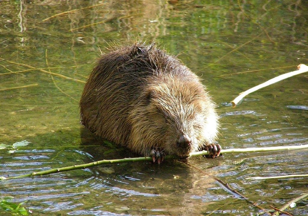 castor-europeu castor-europeu