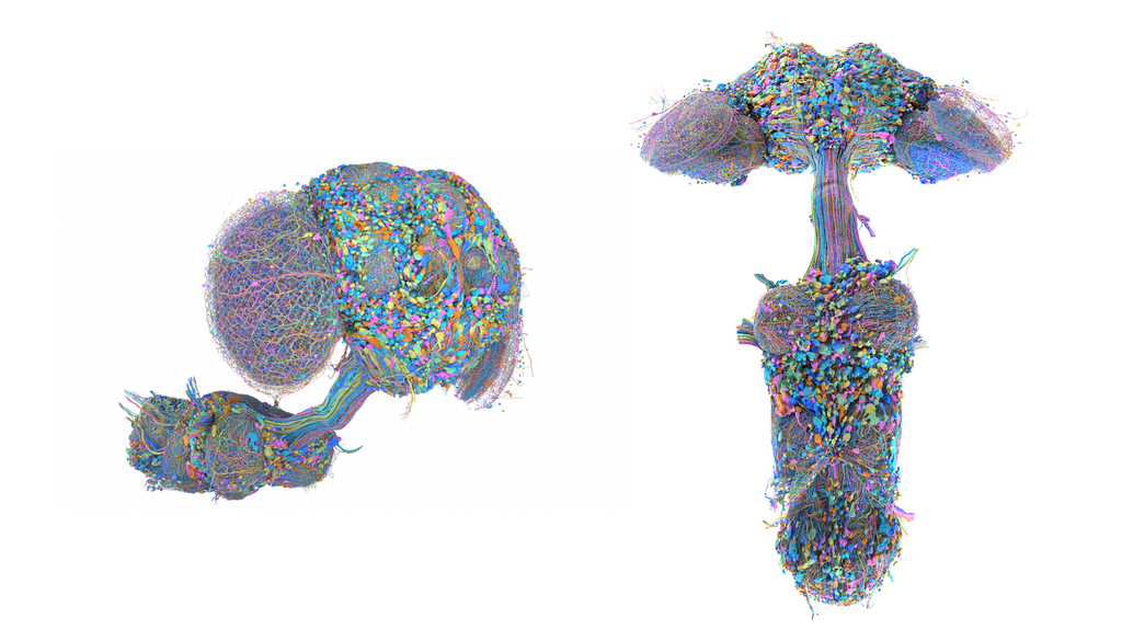 Pesquisadores da Google Research ajudaram a criar um mapa completo do cérebro e sistema nervoso de uma mosca-da-fruta macho, reconstruindo milhares de neurônios e suas conexões. Crédito: Google Pesquisadores da Google Research ajudaram a criar um mapa completo do cérebro e sistema nervoso de uma mosca-da-fruta macho, reconstruindo milhares de neurônios e suas conexões. Crédito: Google