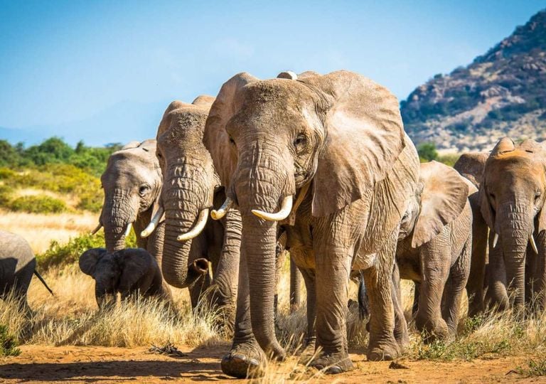 O cérebro do elefante: muito mais do que memória!