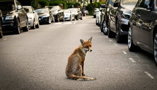 O comportamento ousado dos animais urbanos: uma faceta do impacto global da urbaniza&ccedil;&atilde;o