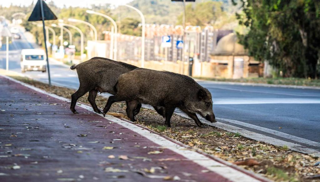 Javalis nas cidades exploram o lixo e espaços urbanos aproximando-se de zonas habitadas.