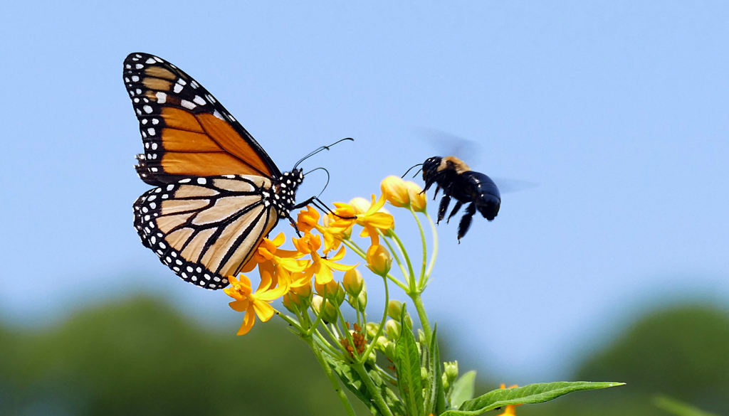 A polinização animal contribui anualmente com cerca de quinhentos e setenta mil milhões de dólares para a economia agrícola global atual.