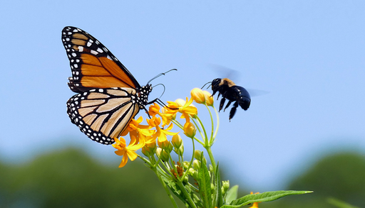 O decl&iacute;nio dos polinizadores: uma crise silenciosa