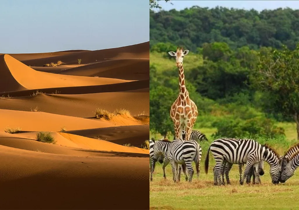 Les modèles climatiques et les gravures indiquent que le désert du Sahara était autrefois une savane peuplée d'éléphants, de girafes, de rhinocéros et d'hippopotames. Photo : Reproduction.