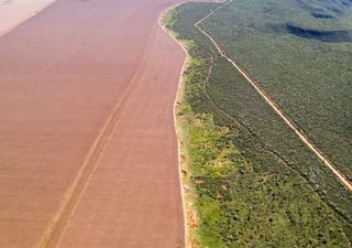 O desmatamento no Cerrado pode superar 2023 e chegar a 12 mil km². O problema não consiste somente em desmate ilegal!